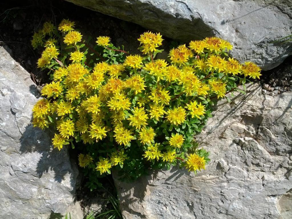 Villa Otto Santa Cristina Val Gardena エクステリア 写真